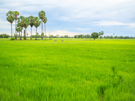 Green field landscape sunset. Paddy field with coconut palm trees view in countryside before raining on sunset blue sky with cloudy background.の写真素材