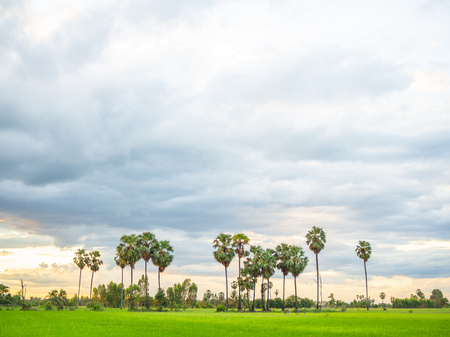 Green field landscape sunset. Paddy field with coconut palm trees view in countryside before raining on sunset large blue sky with cloudy background.の写真素材
