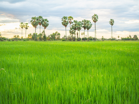 Green field landscape sunset. Paddy field with coconut palm trees view in countryside before raining on sunset blue sky with cloudy background.の写真素材
