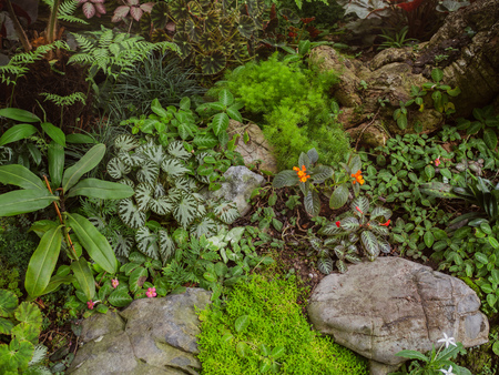 Small jungle living outdoor. Tropical evergreen garden with plants, root, flowers and moss on the rock. Rainforest garden decoration.の写真素材