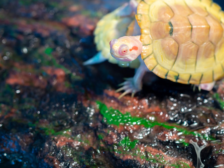 Little turtle or baby tortoise, Red-eared Slider
or Red-eared Terrapin (Trachemys scripta elegans) on the rock with moss. Amphibian pet.の写真素材