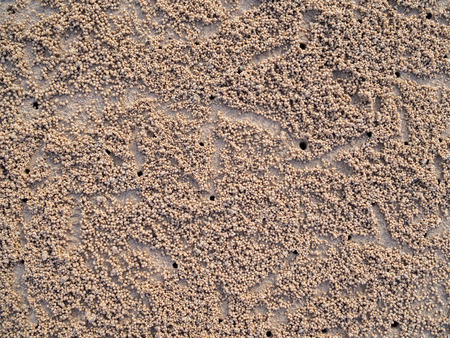 Crab footprints and crab hole on sand on the beach background texture top view.の写真素材