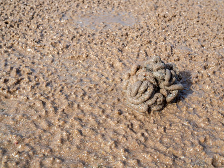 A  pile of sand from crab on the beach background texture.の写真素材