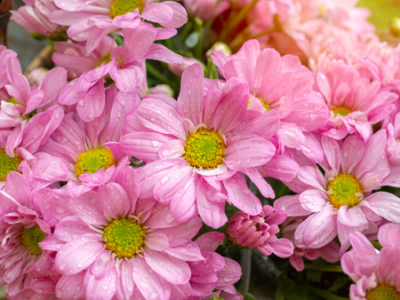 Beautiful blooming pink and yellow daisy flowers with water drop after raining.の写真素材