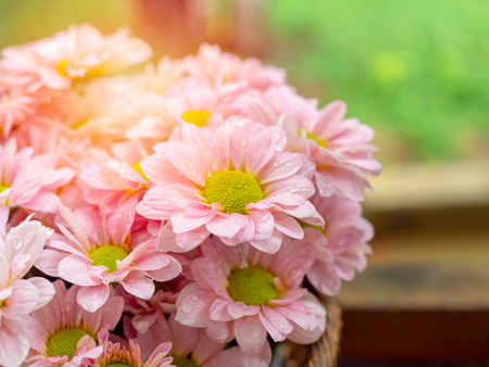 Beautiful blooming pink and yellow daisy flowers with water drop after raining on green nature background with copy space.の写真素材