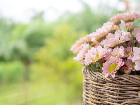 Beautiful blooming pink and yellow daisy flowers in the basket on green nature background with copy space.の写真素材