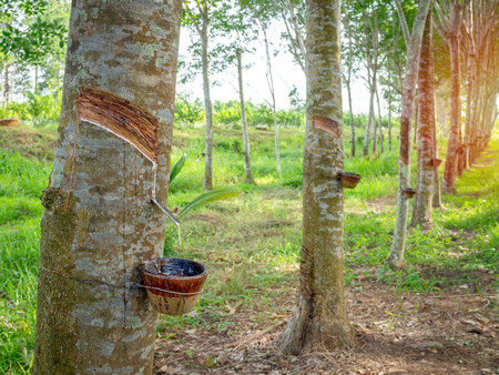 Row of Rubber trees and bowl milky latex. Source of natural rubber.Tapping latex from rubber tree.の写真素材