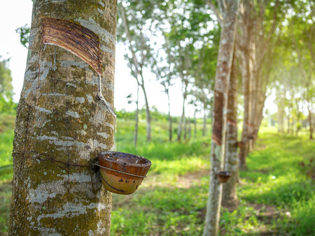 Row of Rubber trees and bowl milky latex. Source of natural rubber.Tapping latex from rubber tree.の写真素材