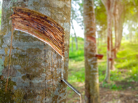Close-up rubber trees and bowl milky latex. Source of natural rubber.Tapping latex from rubber tree.の写真素材
