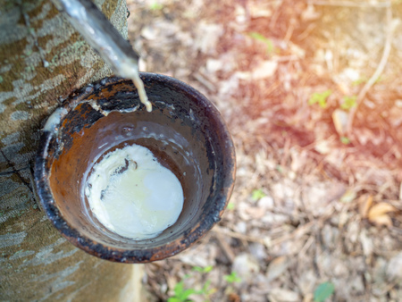 Close-up rubber tree and bowl milky latex. Source of natural rubber.Tapping latex from rubber tree.の写真素材
