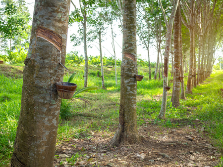 Row of Rubber trees and bowl milky latex. Source of natural rubber.Tapping latex from rubber tree.の写真素材