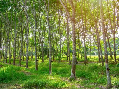 Row of Rubber trees and bowl milky latex. Source of natural rubber.Tapping latex from rubber tree.の写真素材