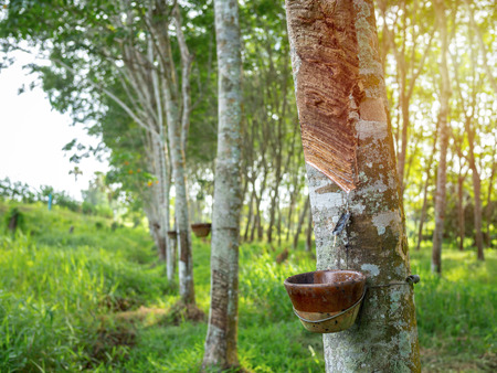 Row of Rubber trees and bowl milky latex. Source of natural rubber.Tapping latex from rubber tree.の写真素材