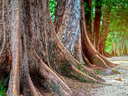 Close-up tree roots on the beach sand with sunlight background with copy space.の写真素材