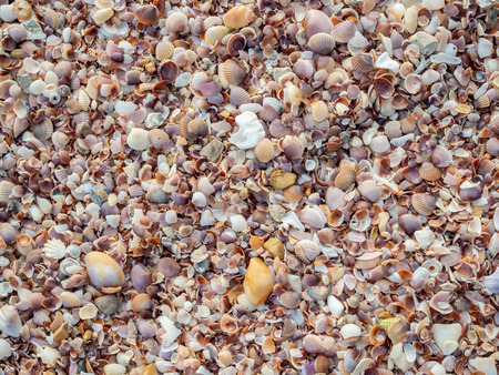 Beautiful colorful of seashells texture background on the beach. Many kind of seashells wallpaper.の写真素材