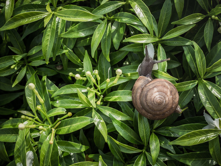 Snail eating white flower on green leaves background with space.の写真素材