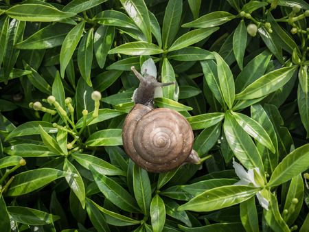 Snail eating white flower on green leaves background.の写真素材