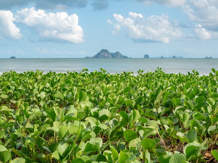 Water hyacinth on the sand beach with seascape, island, mountain on blue sky and cloud background.の写真素材