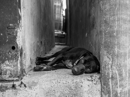 Black homeless dog with scar on sad face sleeping on old concrete floor on black and white style.の写真素材