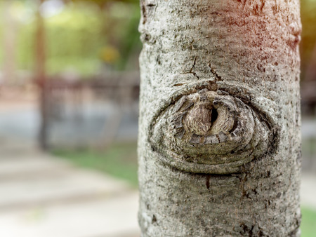 Close up gnarl on the tree. A knot in wood. The eye on the tree on soft blurred background with copy space.の写真素材