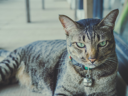 Cute lazy tabby cat portrait sleeping under the wooden chair on film tone style.の写真素材