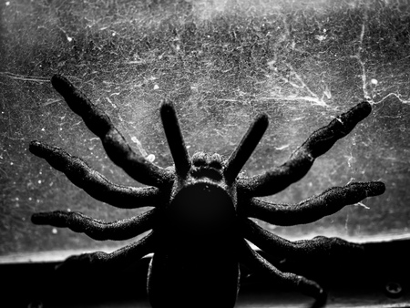 Black huge spider tarantula with cobweb on window glass background black and white style. Mysterious and horror house concept.の写真素材