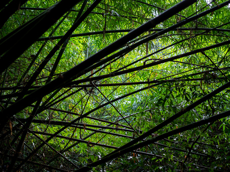 Silhouette of bamboo in rainforest background with the light. Abstract bamboo tree line and shape background.の写真素材