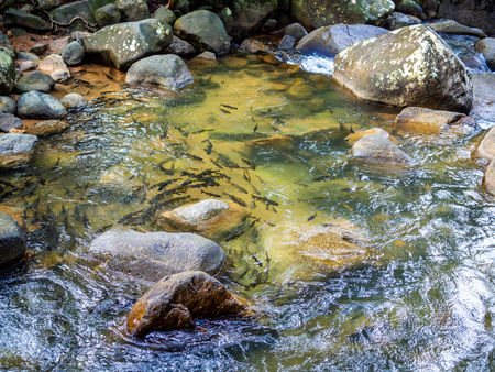 Mahseer barb fish in shallow water from the waterfall with rocks around.の写真素材