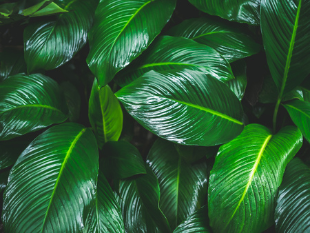 Green leaves pattern background. Tropical fresh green leaves after raining.