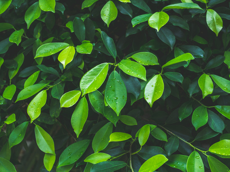 Green leaves pattern background. Fresh green leaves after raining.の写真素材