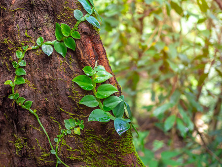 Parasite leaves. Green creeper plant and moss on red tree in rainforest with copy space.の写真素材