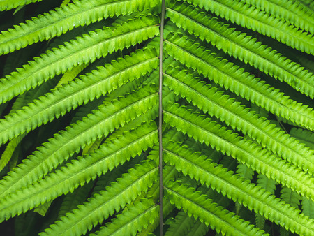 Close-up fern leaves pattern background. Tropical green fern leaves rainforest foliage plant...