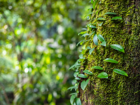 Close-up moss and parasite leaves cover on tree trunk in the rainforest background with copy space.の写真素材