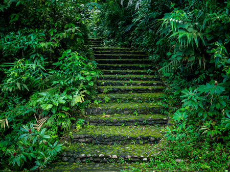 Stone and gravel staircase cover by moss in the forest walkway leading up to the hill between tropical trees and plants.の写真素材