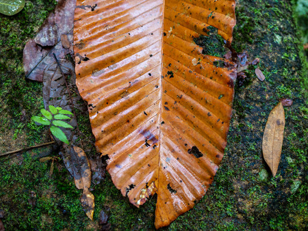 Close-up beautiful wet dry autumn leave on green moss texture background after raining.の写真素材