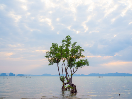 Lonely mangrove tree in the shallow water with mountain and island, beautiful seascape and sunset sky with cloudy background.の写真素材
