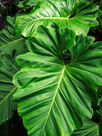 Tropical nature green caladium leaf texture background in tropical forest vertical style.の写真素材