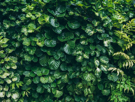 Tropical nature green bush texture background in tropical forest.の写真素材