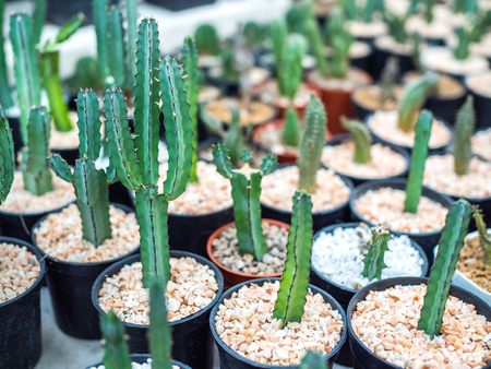 Close-up green cactus plants on gravel in black plastic pots.の写真素材