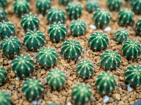 Close-up green cactus plant on gravel background top view.