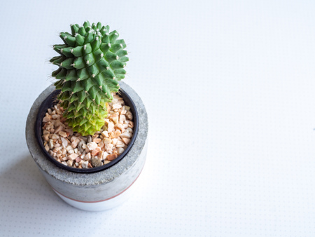 Colorful modern concrete planter with cactus plant on white background with copy space top view. Painted concrete pots for home decoration minimalist style.の写真素材