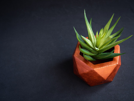 Modern copper colour geometric hexagon concrete planter with green succulent plant on dark background with copy space. Painted concrete pot for home decorationの写真素材