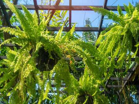 Green fern plant in black pots hanging in greenhouse on blue sky background.の写真素材