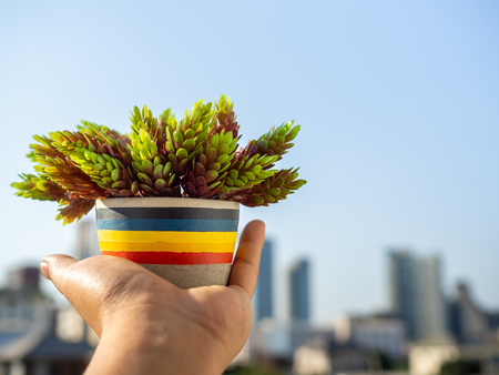 Hand holding colorful concrete pot with green plant on city and blue sky background with copy space.