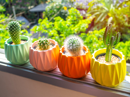 Colorful painted geometric concrete planters with cactus plant on the window on green nature background. Painted concrete pots for home decorationの写真素材
