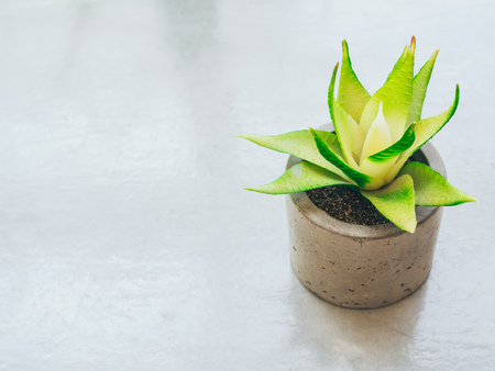 Small green succulent plant in concrete pot on cement background with copy space.の写真素材