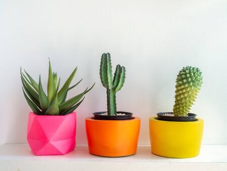 Beautiful round concrete planters with cactus plant on white background. Colorful painted concrete pots for home decoration.の写真素材