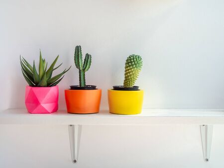 Beautiful round concrete planters with cactus plant on wooden shelf on white background. Colorful painted concrete pots for home decoration.の写真素材