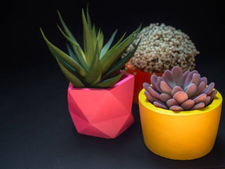 Beautiful various geometric concrete planters with cactus, flower and succulent plant on dark...