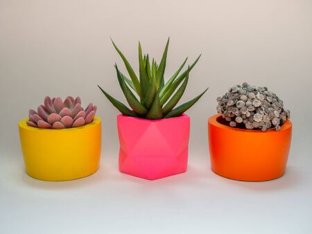 Beautiful various geometric concrete planters with cactus, flower and succulent plant isolated on white background. Colorful painted concrete pots for home decoration.の写真素材
